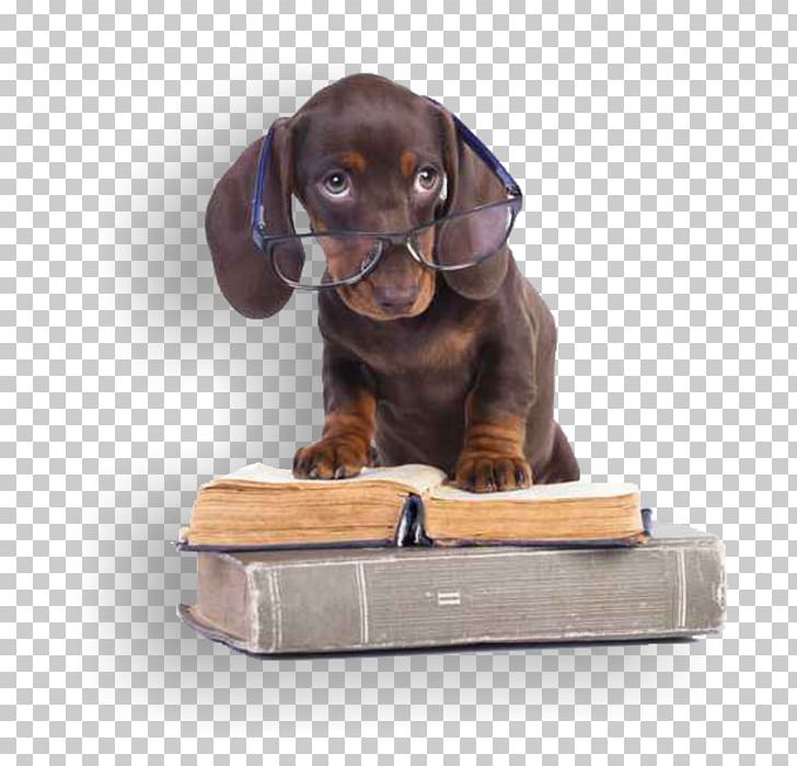 Puppy Labrador Retriever Pug Australian Shepherd Dog Training PNG, Clipart, Animals, Book, Carnivoran, Companion Dog, Dachshund Free PNG Download