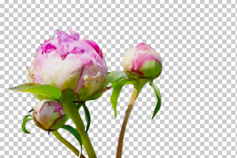 Rose PNG, Clipart, Biology, Bud, Cabbage Rose, Cut Flowers, Flower Free PNG Download