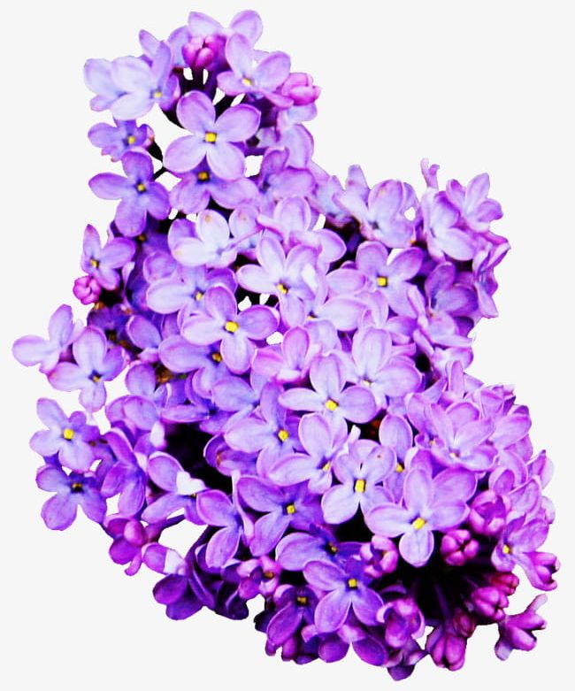 Purple Lavender PNG, Clipart, Flowers, Lavender, Lavender Clipart, Lavender Flowers, Purple Clipart Free PNG Download