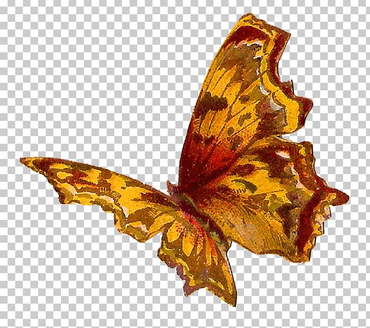 Butterfly Insect Moth Kallima Inachus PNG, Clipart, Art, Arthropod, Brush Footed Butterfly, Butterflies And Moths, Butterfly Free PNG Download