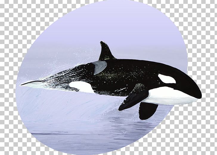 Killer Whale Toothed Whale Porpoise Dolphin PNG, Clipart, Animal, Animals, Apex Predator, Cetacea, Dolphin Free PNG Download