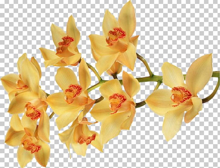 Moth Orchids Flower Color Desktop PNG, Clipart, Cattleya, Color, Desktop Wallpaper, Ecology, Flower Free PNG Download