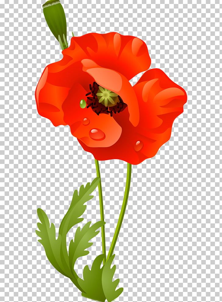 Remembrance Poppy PNG, Clipart, Armistice Day, Cicek, Cicek Resimleri, Common Poppy, Coquelicot Free PNG Download