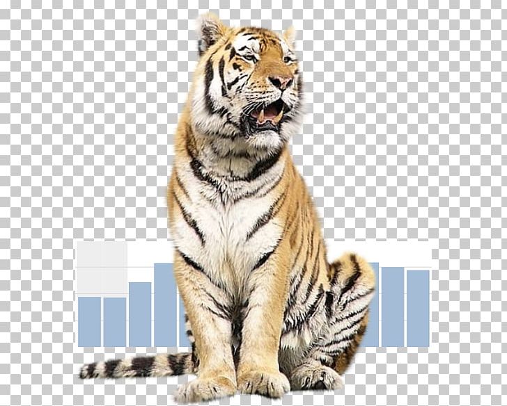Tiger Animal Malayan Cat PNG, Clipart, Animaatio, Animal, Animals, Big Cat, Big Cats Free PNG Download