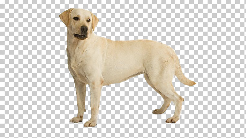 Dog Labrador Retriever White Retriever Sporting Group PNG, Clipart, Akbash Dog, Ancient Dog Breeds, Companion Dog, Dog, Fawn Free PNG Download
