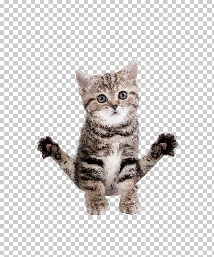 Abyssinian Birman Kitten T-shirt Yoga Cats: The Purrfect Workout PNG, Clipart, Animal, Carnivoran, Cat Like Mammal, Cuteness, Dragon Li Free PNG Download