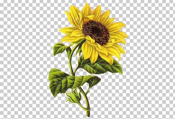 Common Sunflower Drawing Sketch PNG, Clipart, Art, Common Sunflower, Daisy Family, Drawing, Flower Free PNG Download