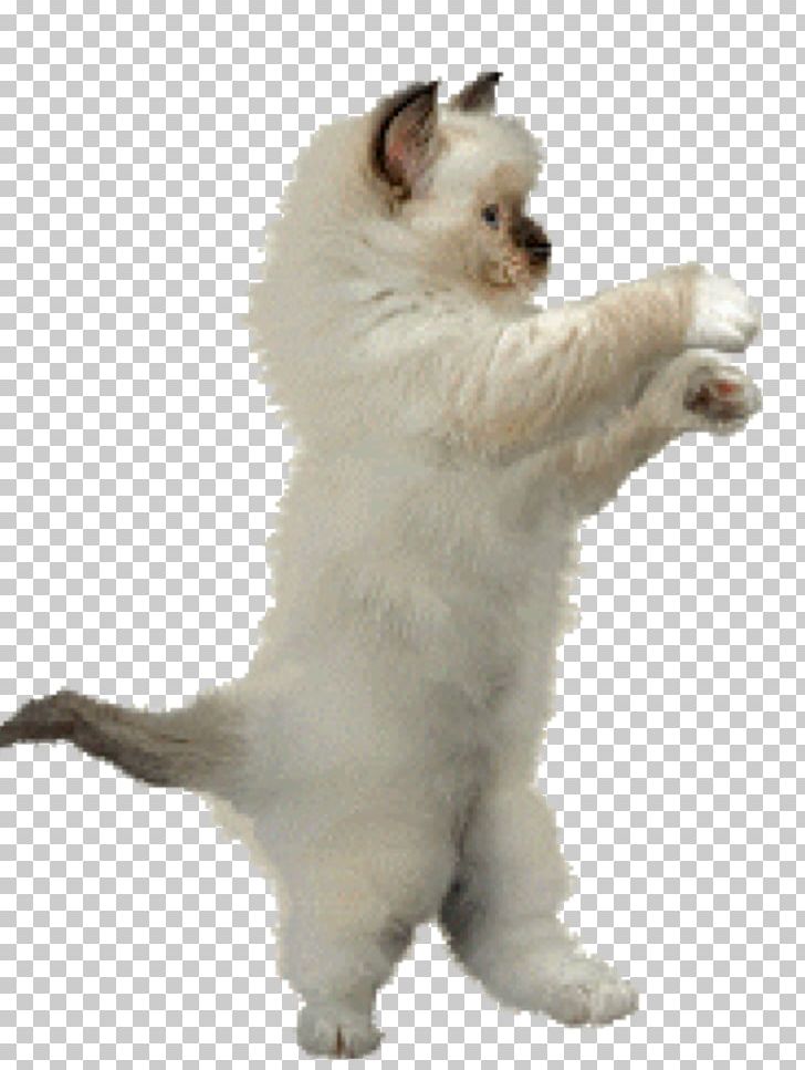 Dance Animation Cat PNG, Clipart, Carnivoran, Cartoon, Cat Like Mammal, Companion Dog, Cuteness Free PNG Download