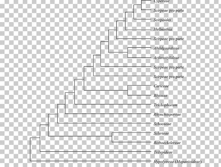 Phylogenetics Cladogram Phylogenetic Tree Cyperaceae Deschampsia Antarctica PNG, Clipart, Angle, Area, Bamboo, Black And White, Cyperaceae Free PNG Download