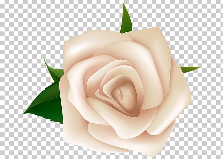 Rose PNG, Clipart, Rose Free PNG Download