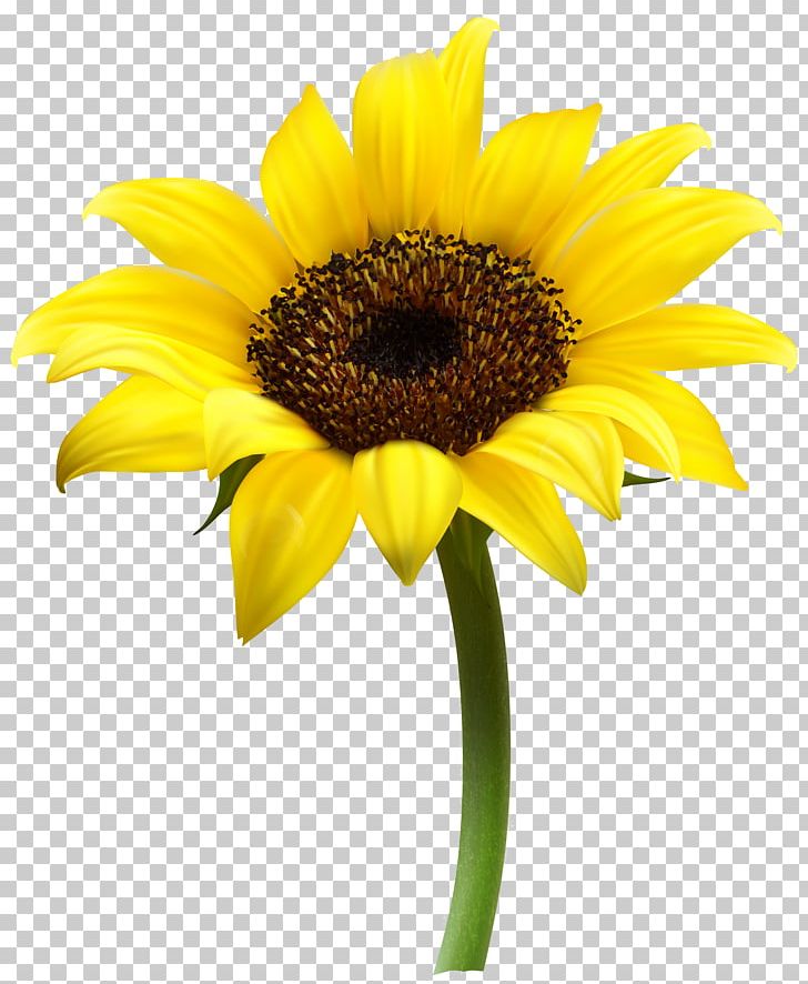 Common Sunflower PNG, Clipart, Asterales, Common Sunflower, Computer Font, Computer Icons, Cut Flowers Free PNG Download