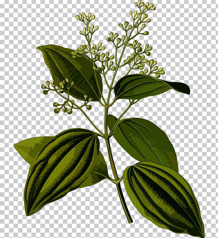 Köhler's Medicinal Plants Indian Cuisine Sri Lanka Cinnamon Chinese Cinnamon PNG, Clipart,  Free PNG Download