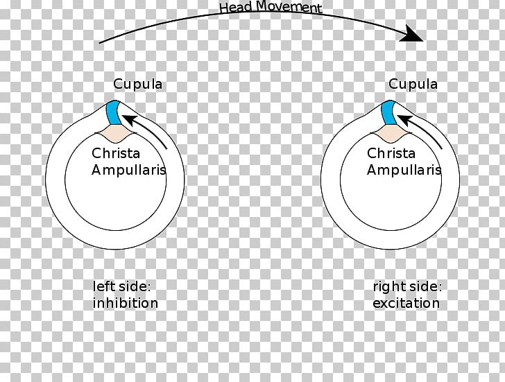 Semicircular Canals Vestibular System Ampullary Cupula Sense Of Balance