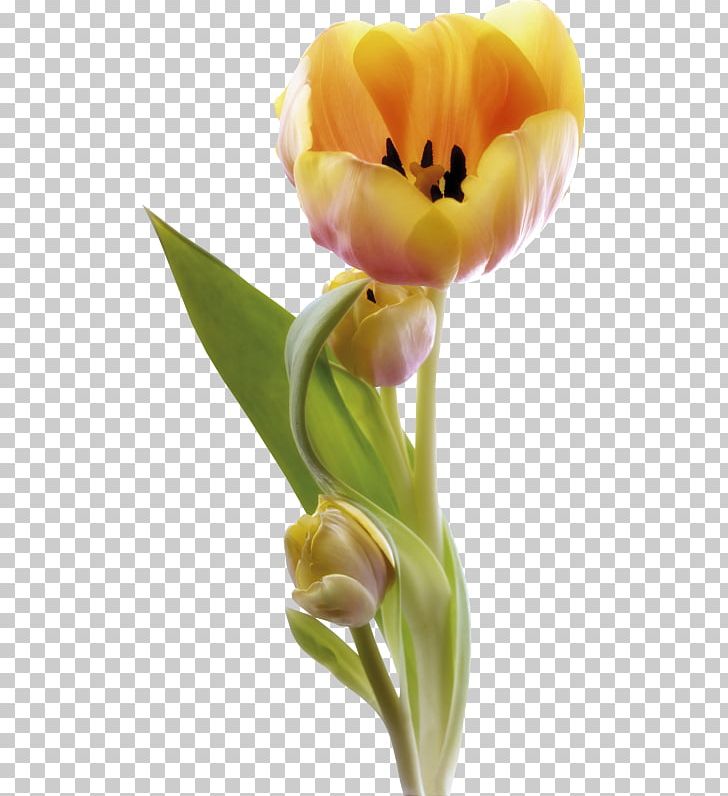 Tulip Cut Flowers Petal PNG, Clipart, Artificial Flower, Blog, Bud, Cut Flowers, Drawing Free PNG Download