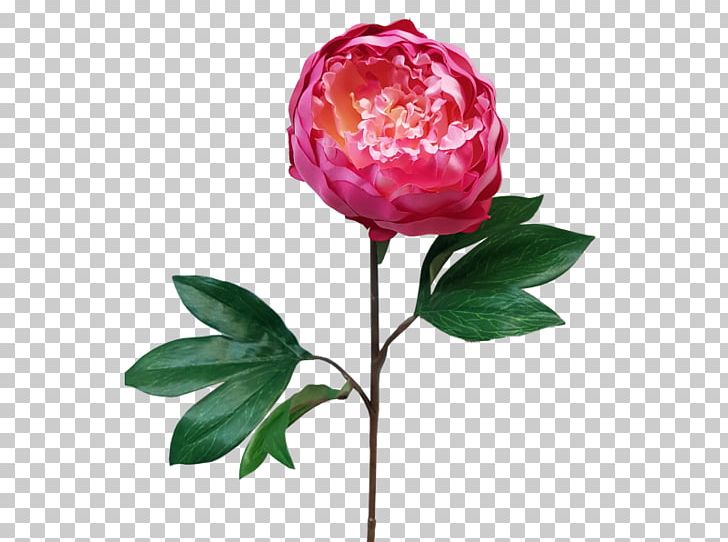 Garden Roses Cabbage Rose Cut Flowers Peony Vase PNG, Clipart, Bud, Cabbage Rose, Cut Flowers, Flower, Flowering Plant Free PNG Download