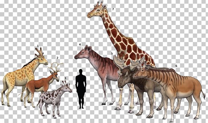 Giraffe Centrosaurus Chasmosaurus Torosaurus Climacoceras PNG, Clipart, Animal, Animal Figure, Animals, Centrosaurus, Chasmosaurus Free PNG Download