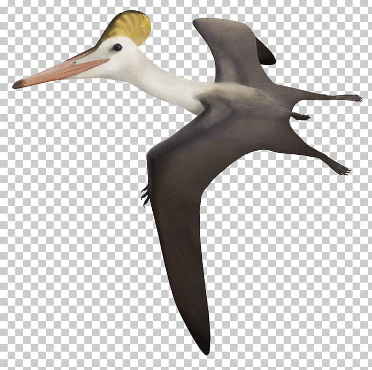 Pterodactyls Dsungaripterus Aerodactylus Ctenochasma Pterosaurs PNG, Clipart, Aerodactylus, Alanqa, Albatross, Beak, Bird Free PNG Download