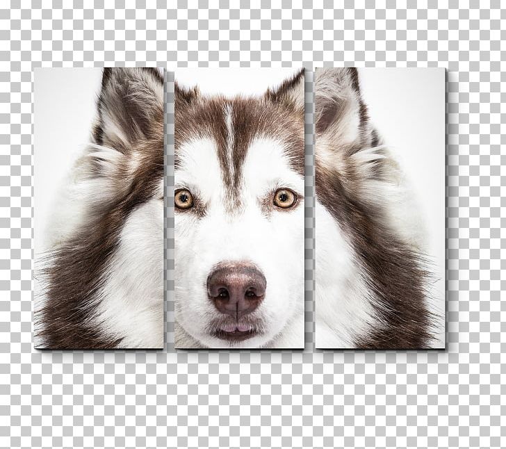 Siberian Husky Alaskan Husky Alaskan Malamute Bernese Mountain Dog Puppy PNG, Clipart, Alaskan Klee Kai, Alaskan Malamute, Animals, Border Collie, Carnivoran Free PNG Download