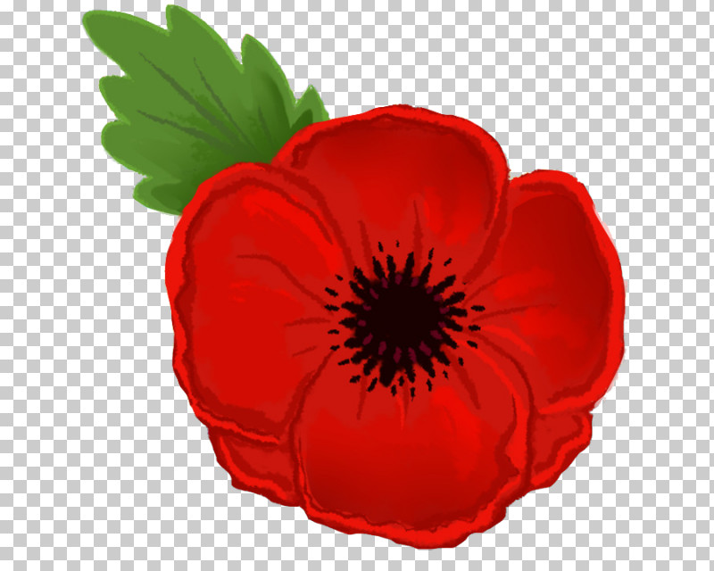 Red Petal Flower Poppy Plant PNG, Clipart, Anemone, Coquelicot, Corn Poppy, Flower, Oriental Poppy Free PNG Download