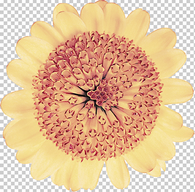 Gerbera Flower Yellow Petal Cut Flowers PNG, Clipart, Barberton Daisy, Cut Flowers, Flower, Gerbera, Petal Free PNG Download