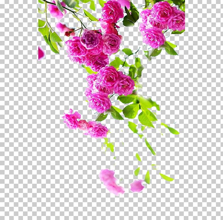 Centifolia Roses Garden Roses Rosa Multiflora Flower PNG, Clipart, Annual Plant, Blossom, Branch, Carnation, Centifolia Roses Free PNG Download