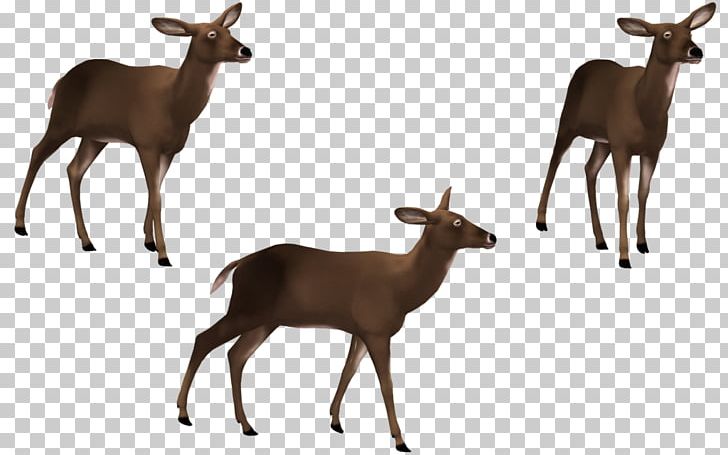 Elk Musk Deer PNG, Clipart, 3d Computer Graphics, Animals, Antler, Computer Icon, Deer Free PNG Download