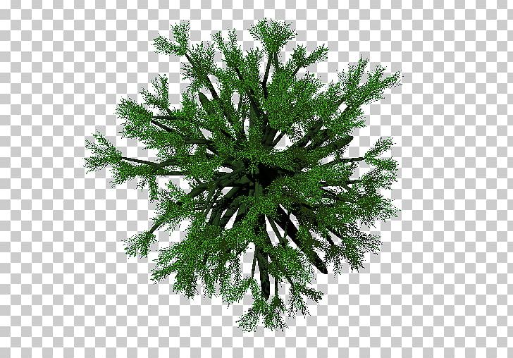 Fir Spruce Christmas Ornament Evergreen False Cypress PNG, Clipart, Branch, Branching, Christmas, Christmas Ornament, Conifer Free PNG Download