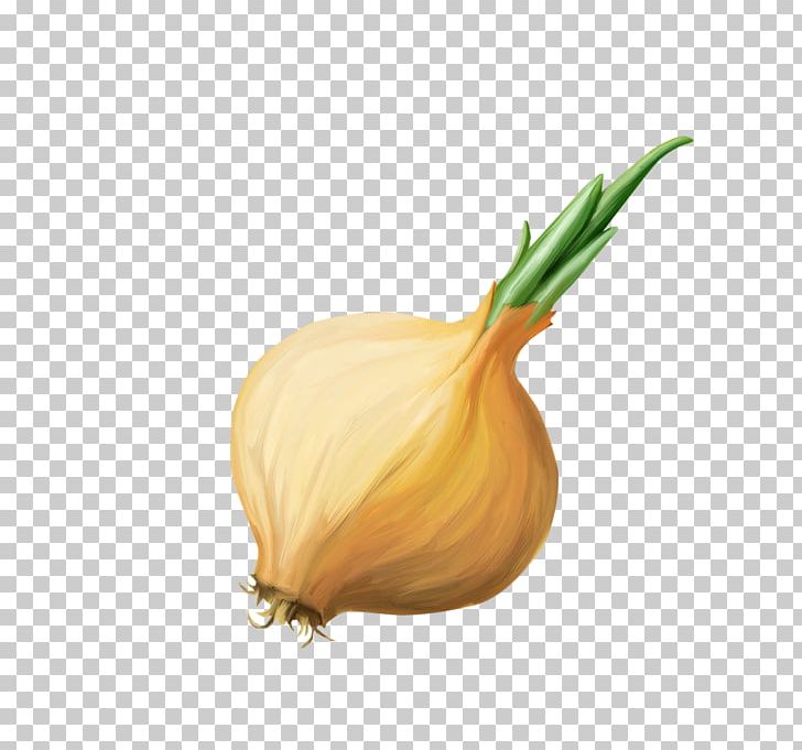 Garlic Shallot Yellow Onion Vegetable PNG, Clipart, Cartoon, Cartoon Garlic, Chili Garlic, Creative, Cucurbita Free PNG Download