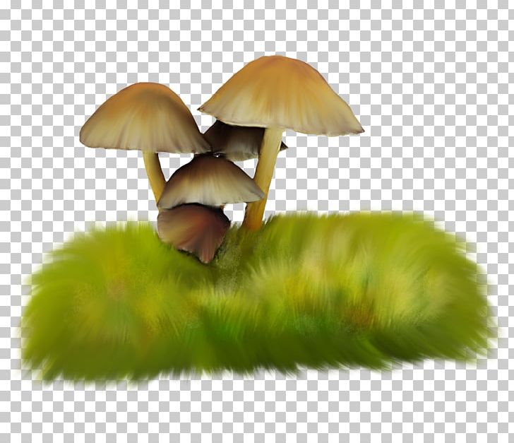 Mushroom Herbaceous Plant Fungus PNG, Clipart, Artificial Grass, Brown, Creative Grass, Download, Euclidean Vector Free PNG Download