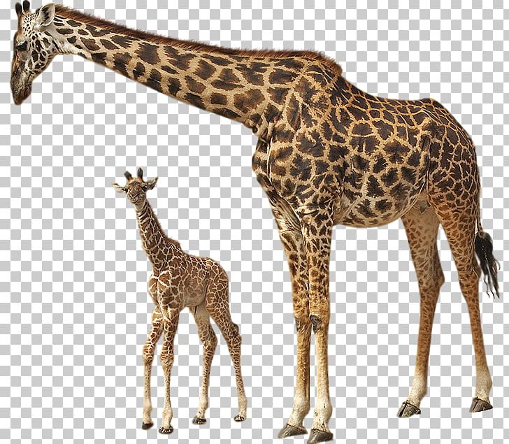 Okapi Portable Network Graphics Northern Giraffe West African Giraffe PNG, Clipart, Animal, Animal Figure, Arama, Baby Animals, Child Free PNG Download