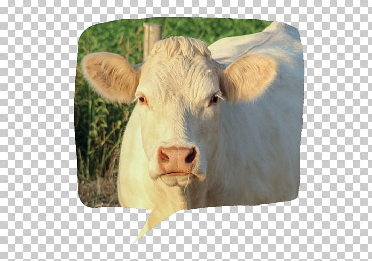 Ox Fauna Snout Calf PNG, Clipart, Animale, Calf, Cattle Like Mammal, Cow Goat Family, Fauna Free PNG Download