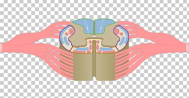 Posterior Funiculus Spinal Cord Grey Matter Anatomy PNG, Clipart, Angle, Anterior Funiculus, Cranial Nerves, Finger, Funiculus Free PNG Download