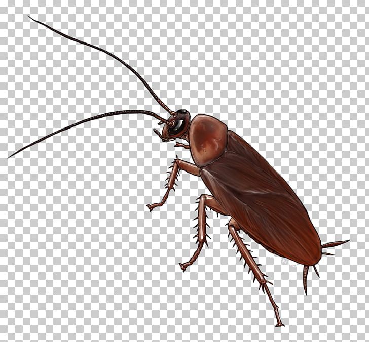 American Cockroach Insect Drawing German Cockroach PNG, Clipart, American, American Cockroach, Animals, Arthropod, Beetle Free PNG Download