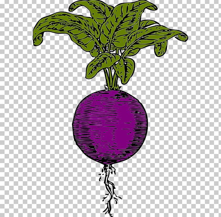 Beetroot Sugar Beet PNG, Clipart, Beet, Beetroot, Branch, Computer Icons, Download Free PNG Download