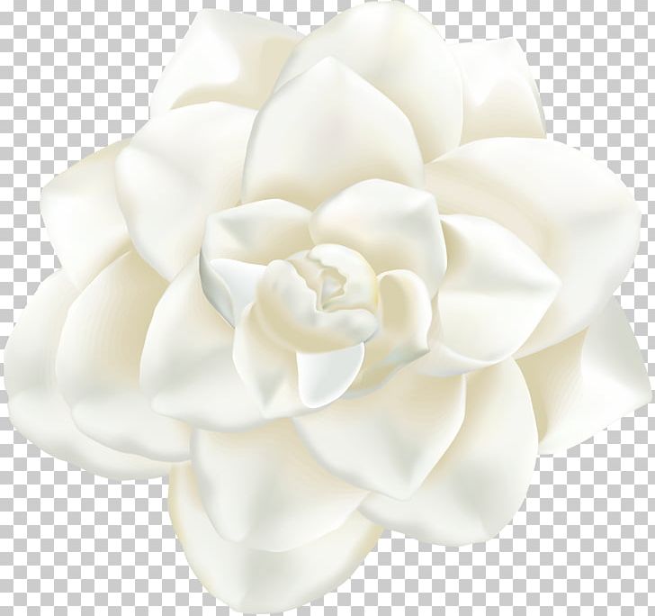 Cut Flowers Cape Jasmine Petal PNG, Clipart, Cape, Cape Jasmine, Cut Flowers, Flower, Flowering Plant Free PNG Download