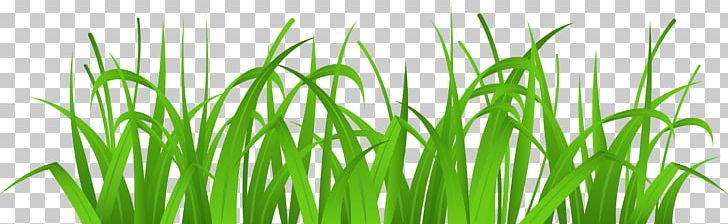 Others Plant Stem Grass PNG, Clipart, Blog, Chrysopogon Zizanioides, Commodity, Computer Icons, Desktop Wallpaper Free PNG Download