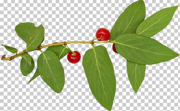Lingonberry Silver Buffaloberry Holly Family Barbados Cherry PNG, Clipart, Acerola Family, Anyone, Aquifoliaceae, Aquifoliales, Barbados Cherry Free PNG Download