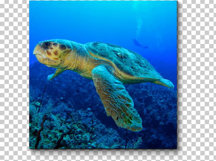 Loggerhead Sea Turtle Tortuguero PNG, Clipart,  Free PNG Download