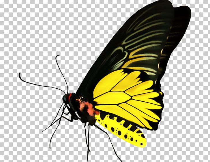 Monarch Butterfly Pieridae Moth PNG, Clipart, Animal, Arthropod, Brush Footed Butterfly, Butterflies And Moths, Butterfly Free PNG Download