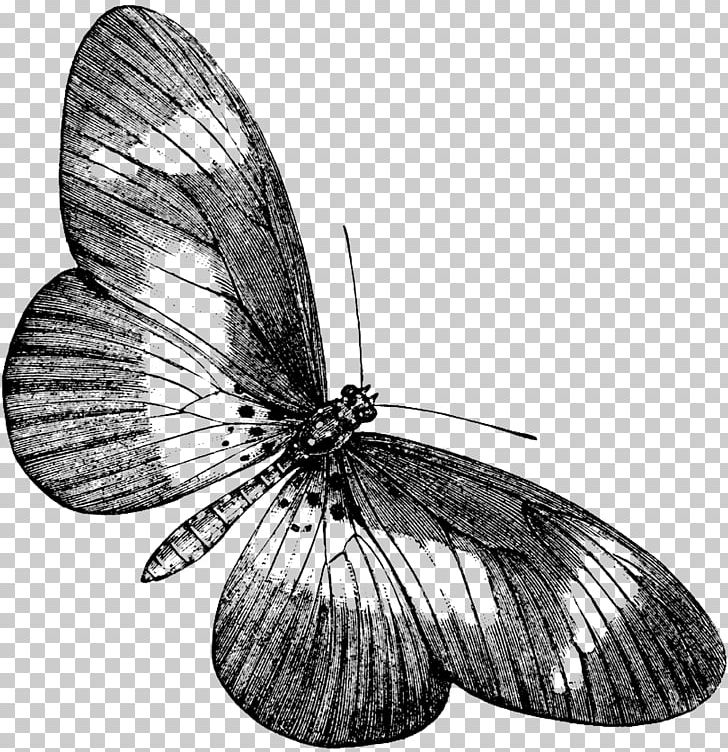 Brush-footed Butterflies Butterfly Pieridae Moth Insect PNG, Clipart, Animal, Arthropod, Black And White, Borboleta, Brush Footed Butterfly Free PNG Download