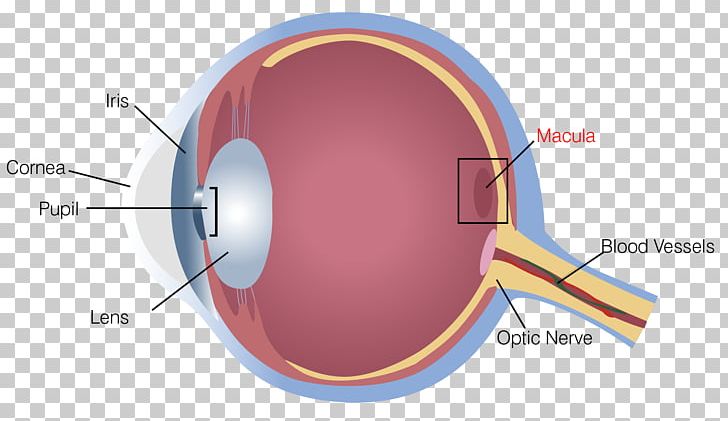 Floater Retinal Detachment Photopsia Ophthalmology PNG, Clipart, Angle, Circle, Cornea, Ear, Eye Free PNG Download