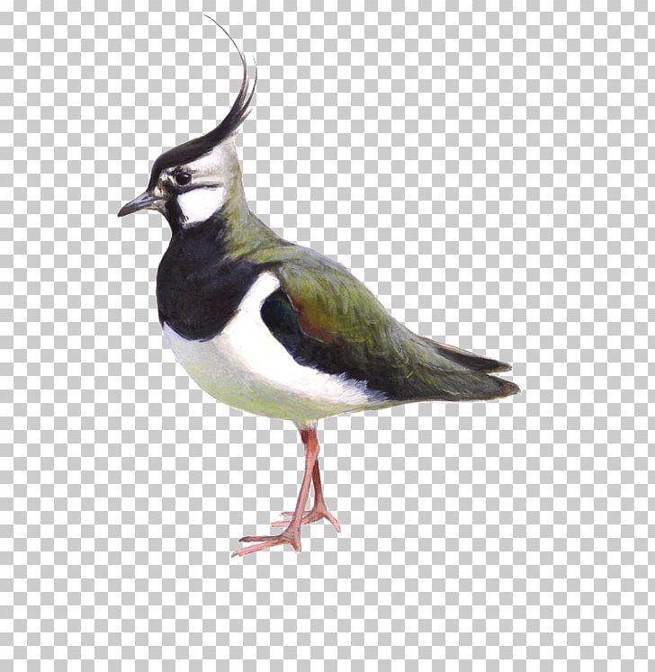 BirdLife Netherlands Northern Lapwing Zeist Mudflat PNG, Clipart, Beak, Bird, Birdlife Netherlands, Bird Watching, Blacktailed Godwit Free PNG Download