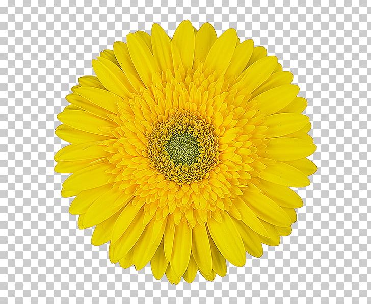 Transvaal Daisy Light Color PNG, Clipart, Chrysanths, Color, Cut Flowers, Daisy, Daisy Family Free PNG Download