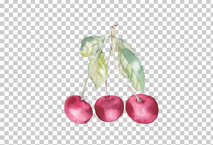 Watercolor Painting Auglis Cherry Illustration PNG, Clipart, Aedmaasikas, Apple, Auglis, Cherries, Cherry Blossom Free PNG Download