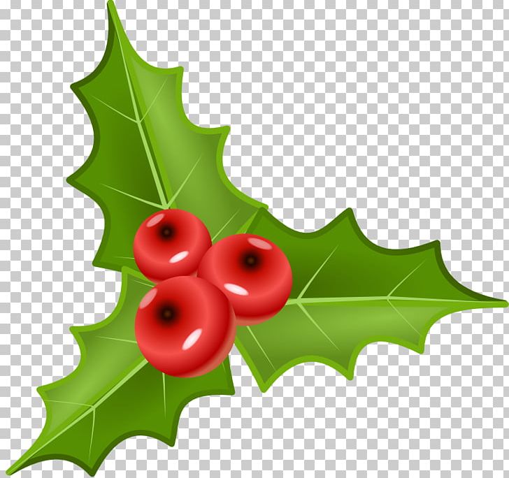 Berry Common Holly PNG, Clipart, Aquifoliaceae, Aquifoliales, Berry, Christmas, Common Holly Free PNG Download
