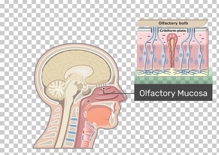 Eustachian Tube Pharynx Anatomy Larynx Adenoid PNG, Clipart, Adenoid, Anatomy, Body Composition, Ear, Eustachian Tube Free PNG Download