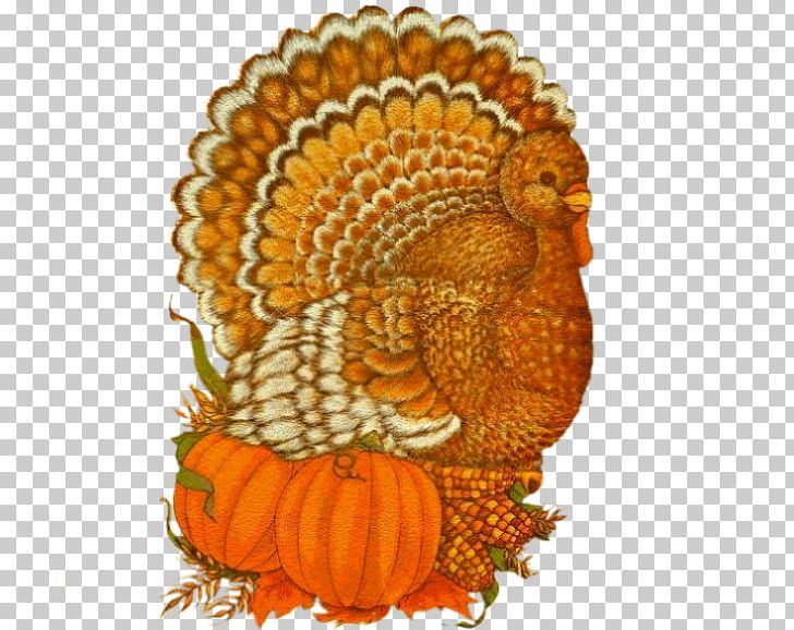 Thanksgiving GOURD+m Flower PNG, Clipart, Chicken, Chicken As Food, Cucurbita, Ded, Flower Free PNG Download