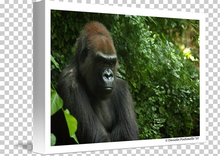 Western Gorilla Orangutan Wildlife Terrestrial Animal PNG, Clipart, Animal, Animals, Fauna, Gorila 3d, Gorilla Free PNG Download