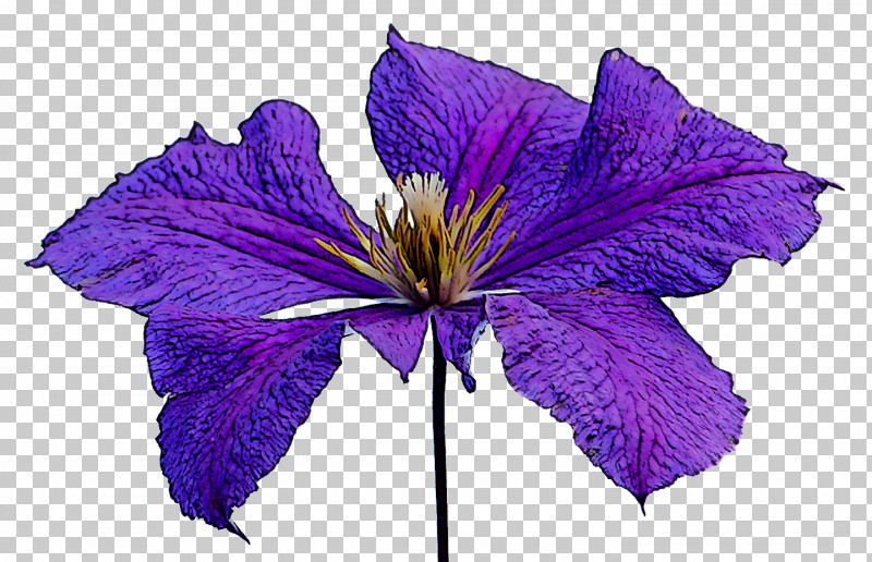 Flower Purple Violet Petal Plant PNG, Clipart, Bellflower, Bellflower Family, Clematis, Delphinium, Flower Free PNG Download