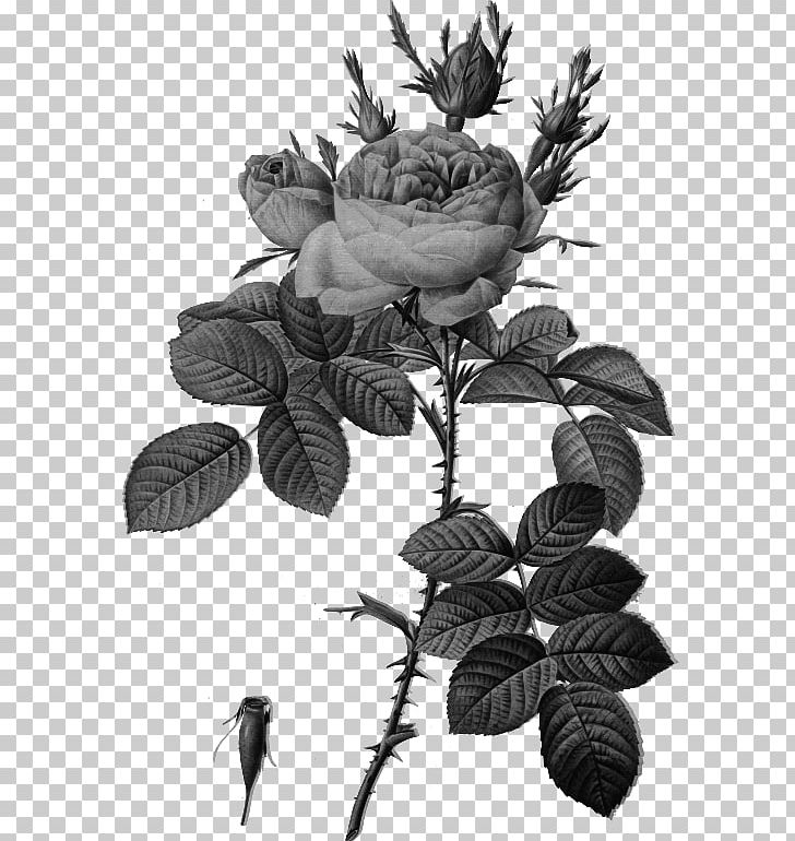 Les Roses バラ図譜 Botanical Illustration Botany PNG, Clipart, Black And White, Botanical Illustration, Botany, Branch, Carnation Free PNG Download